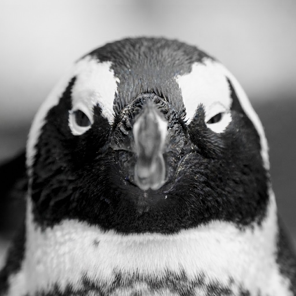 google penguin vs panda